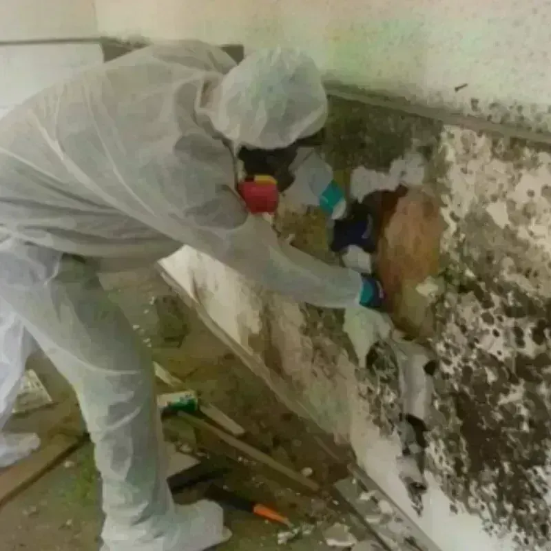 Mold Remediation and Removal in Guayama, PR